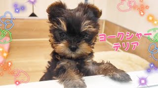 ヨークシャーテリア | ペットショップ マルワン 小さめ子犬 美形