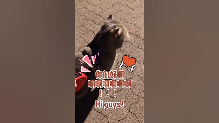 Watch the video about He just like saying hello to everyone #cats #cutecats #tiktok