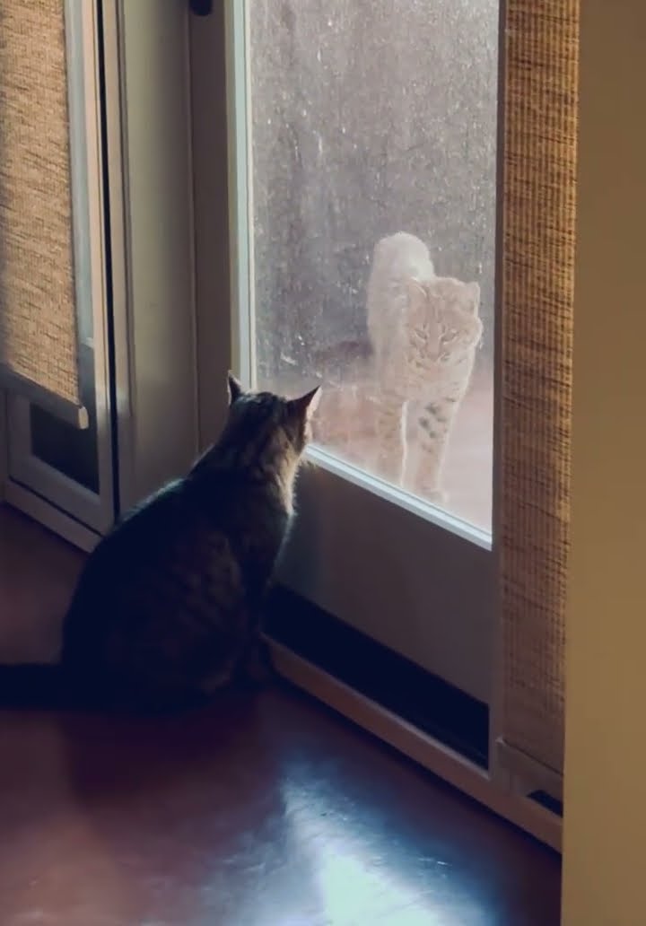 House Cat Comes to Face-to-Face With Baby Bobcat || ViralHog