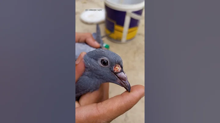 Pigeon Pox 😱😱 || #shorts #pigeon #hasanpigeonsloft - DayDayNews