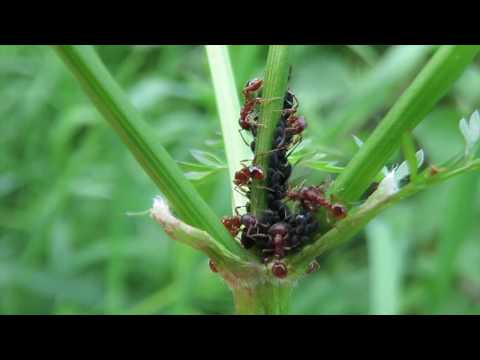 Video: Hitte-liefdevolle Gewone Graanluis