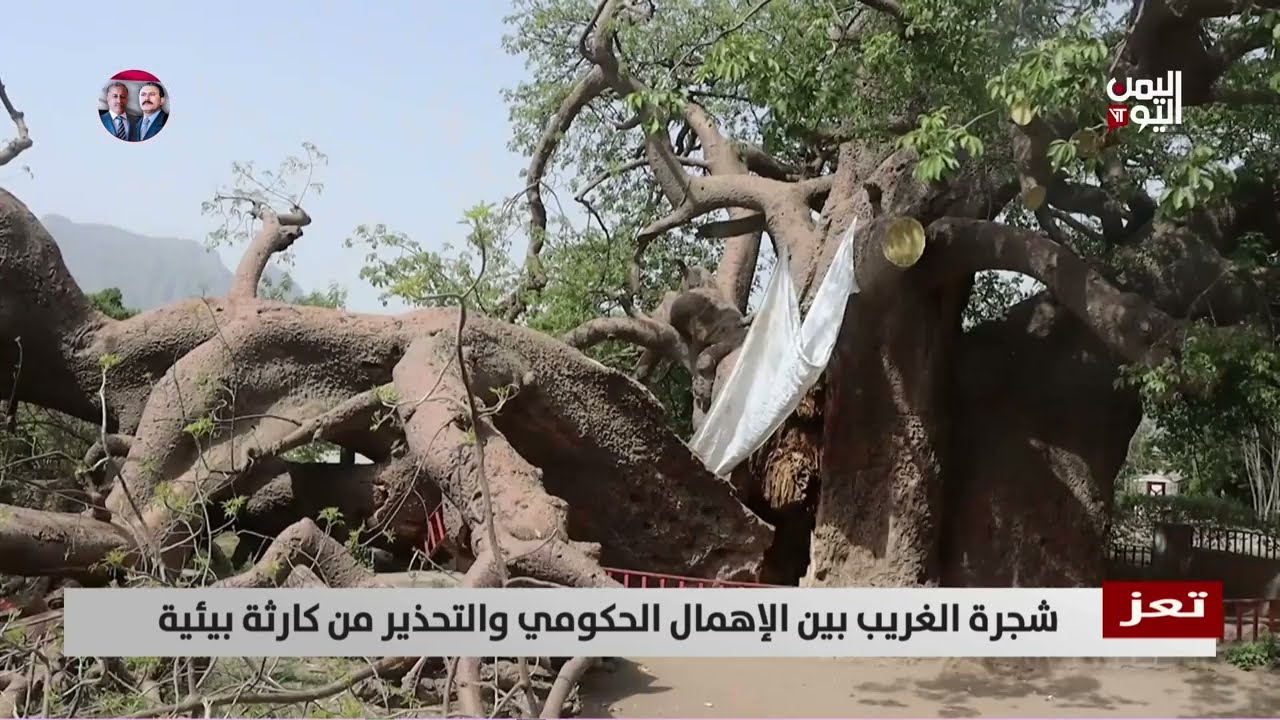 شجرة الغريب بين الإهمال الحكومي والتحذير من كارثة بيئية | تقرير اكرم سران
