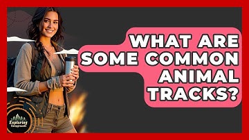What Are Some Common Animal Tracks? - Exploring Campgrounds