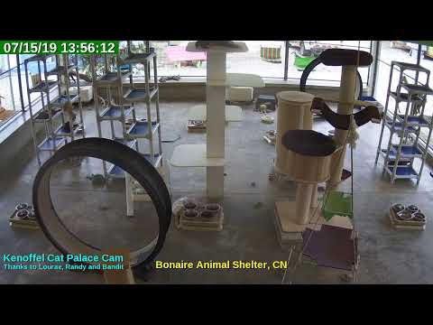 video editing software free Animal Shelter Bonaire Live Stream