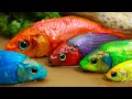 Formation Fish Rainbow Eel | Stop Motion Satisfying Egg Movement Pink Fish ASMR Color Pond GoGo