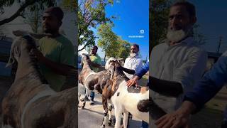 Shawaya Goat Farm Ke Gujri Khassi Bakre