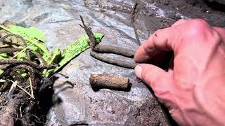 Easy Comfrey Propagation 