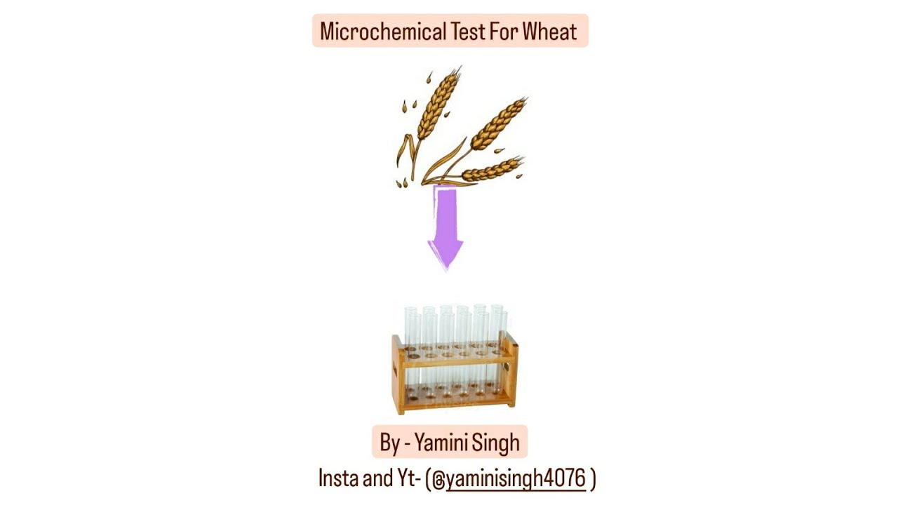 Microchemical Test For Wheat #biology #botany #wheat #bsc #bscbotany # ...