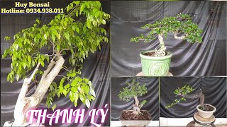 Huy Bonsai (sdt:0934.938.011) Thanh lý giá cực mềm nha Anh Chị