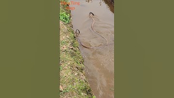 Cặp rắn hổ mang chúa độc lạ #kingkobra #trending #snake