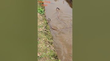 Cặp rắn hổ mang chúa độc lạ #kingkobra #trending #snake