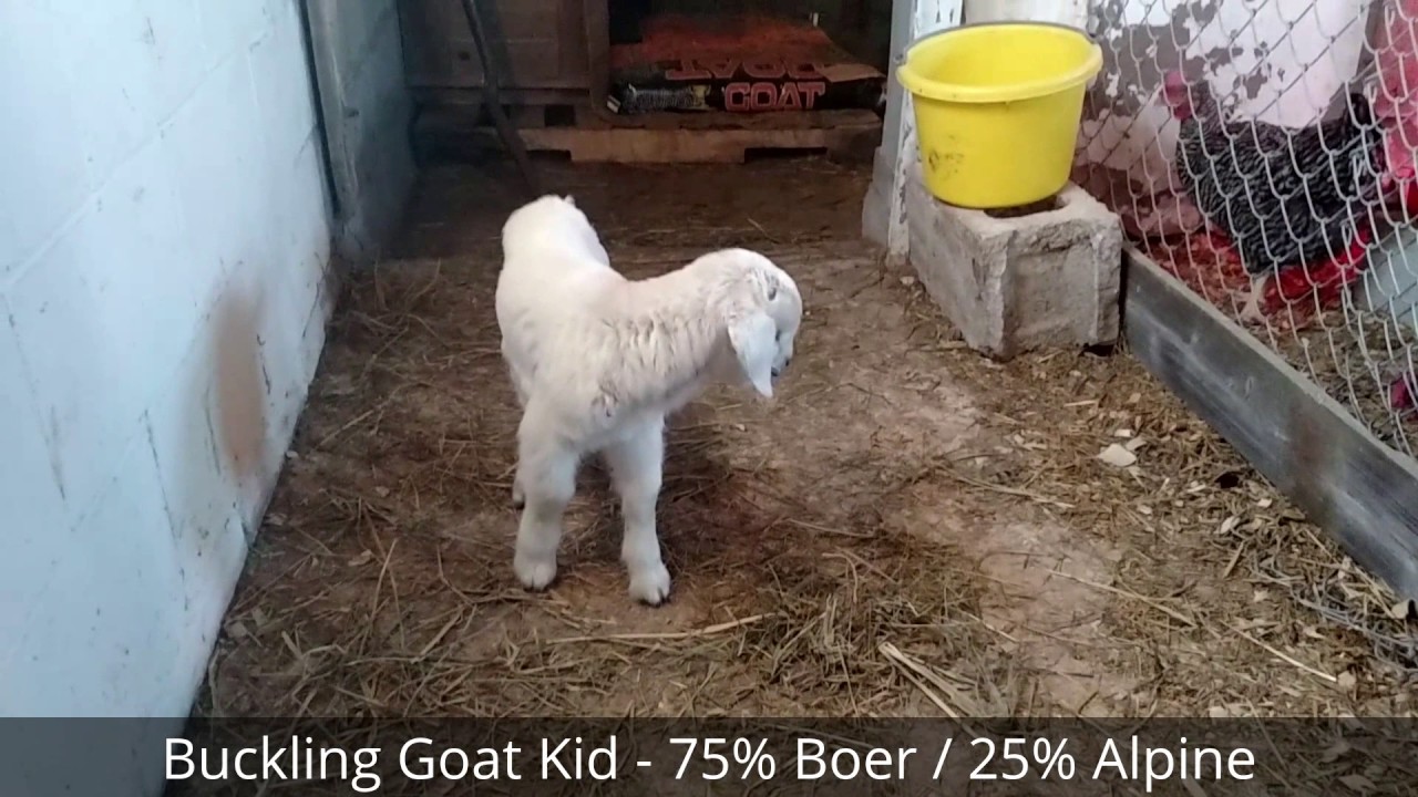 Regan - Born March 1, 2017 (Video at 4 days old) aicp 14