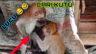 Monyet cari kutu - Lucu bangat 😂🤣
