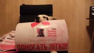 Помогать Легко (Тула. Помощь Бездомным Животным) http://vk.com/club28158136 Помогать Легко (Тула. Помощь Бездомным Животным) http://vk.com/club28158136