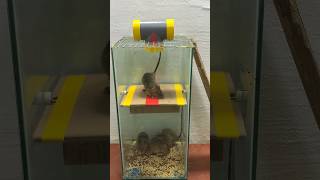 Balanced mouse trap // Best home mouse trap // Mouse trap 6 #rat #trap #rattrap #mousetrap #shorts