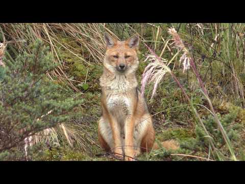 Andean Fox (Culpeo)!