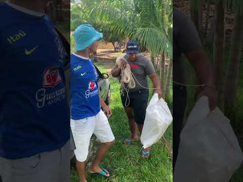 Babai ladrão de