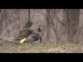 Intense turkey hunt big hardwoods gobbler  raised hunting