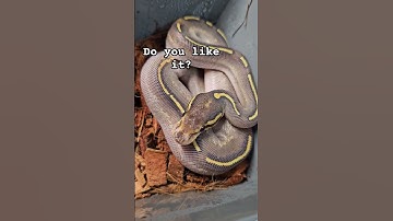 #ballpython #snake #reptiles #pets #animals #shortvideo #reels #shorts #fyp #python #snakes