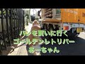 パンを買いに行くゴールデンレトリバー　2020 09 28