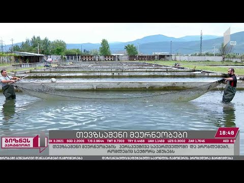 თევზსაშენი მეურნეობების პერსპექტივა საქართველოში