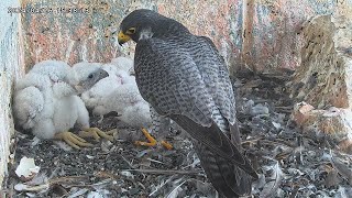 Osaka Peregrine Falcons/2024-04-26/Dad with chicks