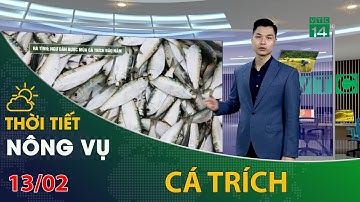 Thời tiết nông vụ 13/02/2022: Ngư dân được mùa cá trích đầu năm | VTC14