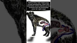 Dziwne Ciekawostki O Których Nie Wiedziałeś