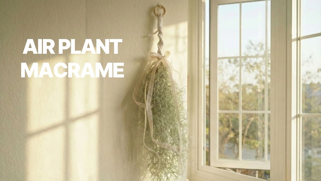 AIR PLANT MACRAME l 에어플랜트 마크라메