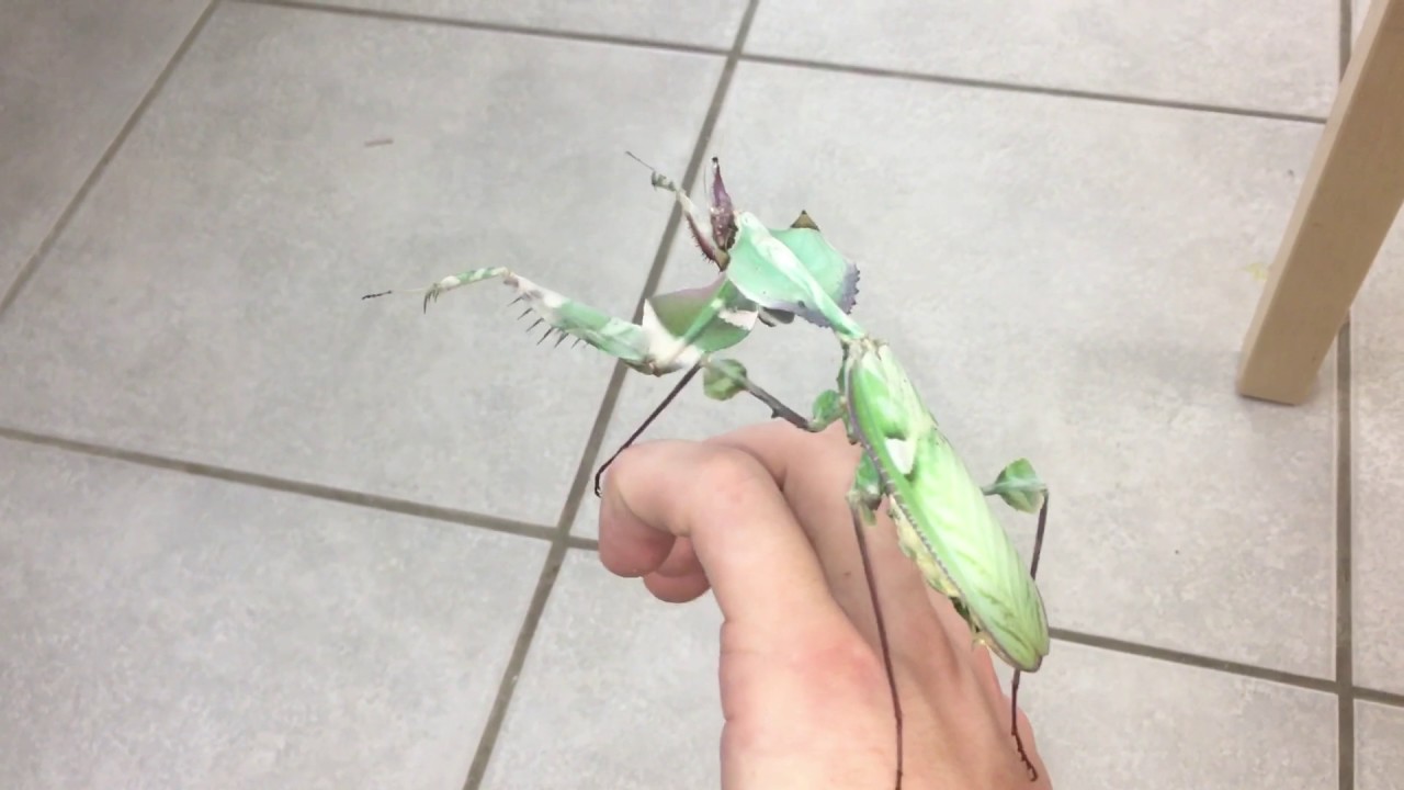 Giant Devil Mantis Idolomantis Diabolica Youtube