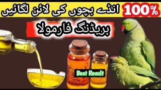 Breeding formula for birds in urdu|Best breeding formula for birds @Ksbirdsupdate