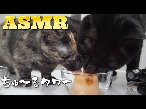 【ASMR】ちゅ～るタワーにかぶりつく猫たちの咀嚼音🐈‍⬛🐈🎧