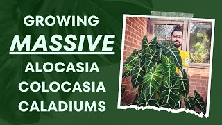 Colocasias, Caladiums & Alocasias: Ultimate Indoor Growth Guide! ‍ | My Top Secrets!