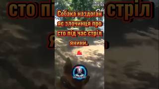 Поліцейський пес ловить злочинця під час стрілянини 🐕| CALLTOPOLICE #погоня #поліція #bodycam #cops