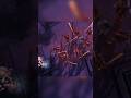 Inquisitor Drogan betrays Captain Titus and The Ultramarines
