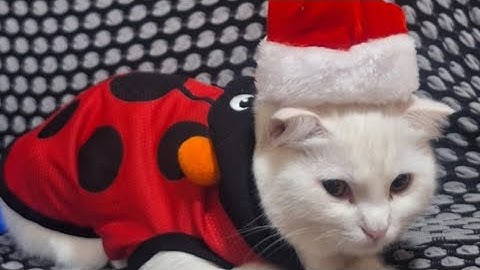 Luna's first xmas 😍😍|Christmas celebration 2023| celebration vibe |
