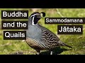 Buddha and the Quails (Sammodamana Jātaka, Concord, Unity, Buddhist Harmony, Past Lives, Agreement)