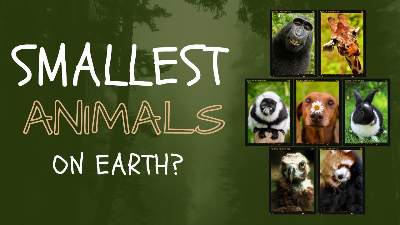 Smallest Animal On Earth
