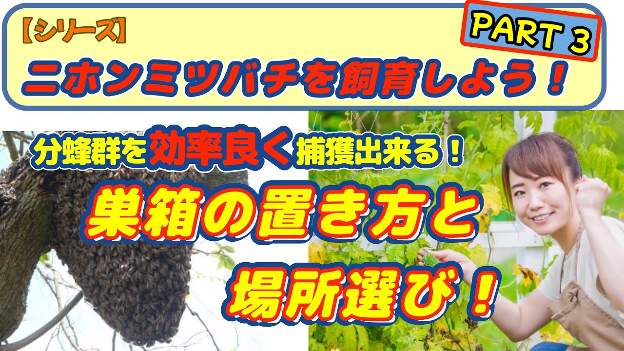 野生のニホンミツバチ分蜂群を効率よく捕獲するテクニックは、これっ
