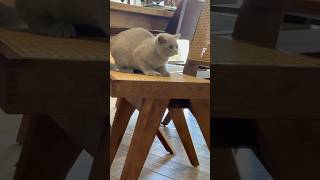 The Dogs Were Innocent… Lenny Chose Violence 😹