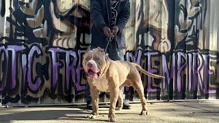 XL Bully Bone Crusher TCI ( Trans Cervical Insemination) Breeding!!!!!!