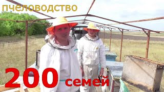 200 семей / потрава пчёл / качка мёда.