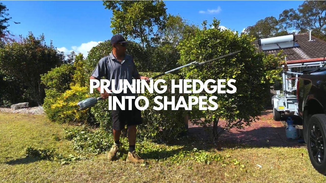 How to prune hedges into shapes - YouTube