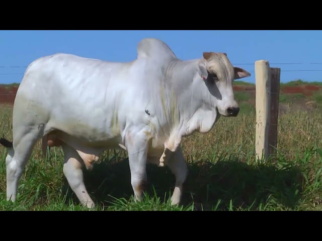 LOTE 34   9588 mp4