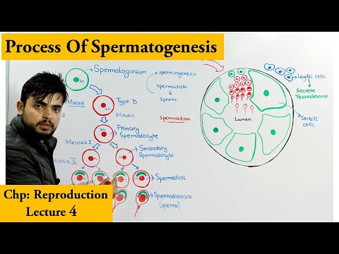 Spermatogenesis | How sperm cells are produced|