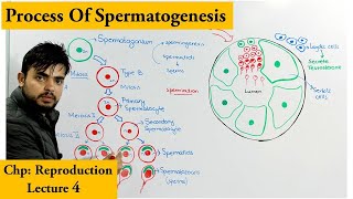 Spermatogenesis | How sperm cells are produced|