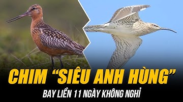 KINH NGẠC LOÀI CHIM “SIÊU ANH HÙNG” | BAY LIỀN 11 NGÀY KHÔNG NGHỈ, ĂN CHÍNH MÌNH ĐỂ SỐNG