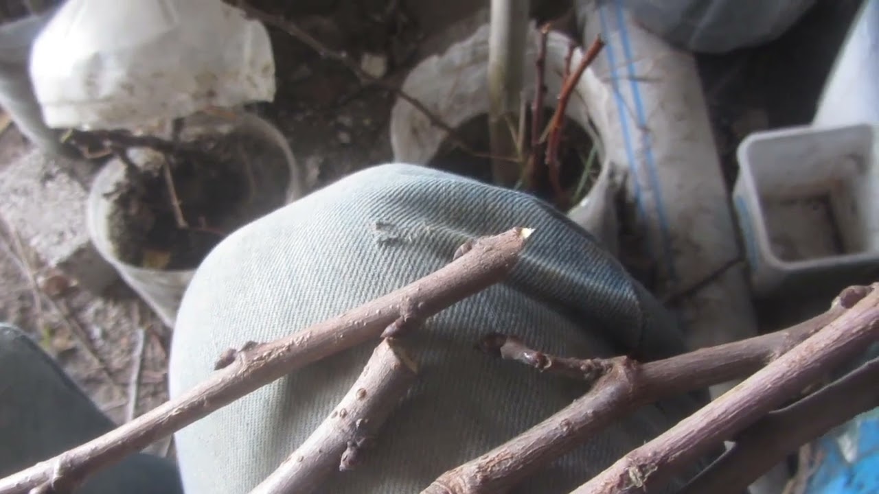 Ekşi Karadut - Urmu dut köklendirme