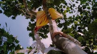 O Primeiro Amor - Dublado (HD) Parte 4 O Primeiro Amor - Dublado (HD) Parte 4