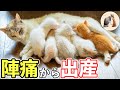 心を閉ざした妊婦猫シロさんと共に歩んだ出産までの軌跡
